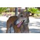 Bandido, sehr nett, Galgo Español - Rüde