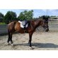 Bandit, Ungarisches Sportpferd - Wallach