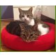 Bandit und Mimi, Europ. Kurzhaar - Katze
