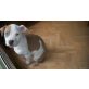 Bandito, Amerikanischer Staffordshire-Terrier Welpen - Rüde