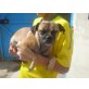 Banja, Chihuahua-Mops-Mix - Hündin