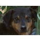 Banjo, absoluter Herzenshund - Rüde