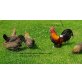 Bantam - weiblich