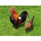 Bantam - weiblich