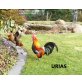 Bantam - weiblich