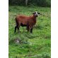 Barbados- Haarschaf - männlich