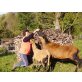 Barbados- Haarschaf - männlich