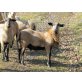 Barbados- Haarschaf - männlich
