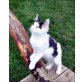 Barbarella, Maine Coon - Katze