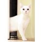 Barbie , Barbie - Katze