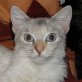Barbie, Birma - Siam - Katze