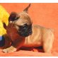 Barbie, Französische Bulldogge Welpen - Hündin