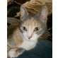 Barbie, Mischling - Katze