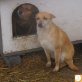 Barbie und Bambi, Mischling - Hündin