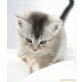 Barbossa & Beau, Zauberhafte Jadeäuglein. Abessinier-mixe - Kater