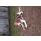 Barby, Beagle Welpen - Hündin