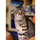 Barby und Otto, Europäische Hauskatzen  - Katze