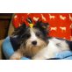 Barcardy,Amy,Billi Andrew, Biewer Yorkshire Terrier a la pon pom Welpen - Hündin