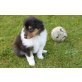 Barclay, Collie Welpen - Rüde