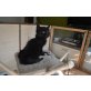 Barcley, Boomer und Boxter, Maine Coon - Kater