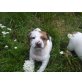 Barfi, Jack Russell Welpen - Hündin