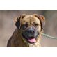 Barka, Boxer Mischlingshündin BARKA - Hündin
