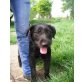 Barka, kleiner Schnauzer Mix   - Hündin