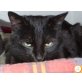 Barnabas, Europäische Kurzhaarkatze - Kater