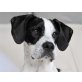 Barneby, Engl. Pointer Mix - Rüde