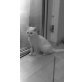 Barney, Barney schneeweißer Kater - Kater