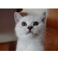 Barney, Britisch Kurzhaarkatze - Kater