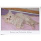 Barney, Britisch Kurzhaarkatze - Kater