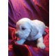 Barney, Cockerpoo Welpen - Rüde