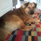 Barney II, Mix Welpen - Rüde