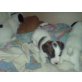 Barney, Jack-Russell+Jack-Russell,Yorkshire Mischling Welpen - Rüde
