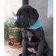 Barney, Labrador-Mischling Welpen - Rüde