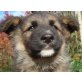Barney, Schäferhundmischling Welpen - Rüde