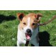 Barney, superlieber,kleiner Familienhund - Rüde