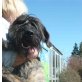Baro, RS Mix, 1,5 J. alt, Riesenschnauzer-mix - Rüde