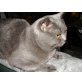 Baron, Britisch Kurzhaarkatze - Kater