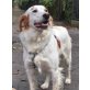 Barry, Golden Retriever-Setter-Mix - Rüde