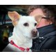 Barry, lieber,kleiner Familienhund - Rüde