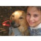 Barry sucht zuhause oder Pflegestelle, Labrador Mix - Rüde