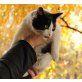 Bars, Europäische Kurzhaarkatze - Kater