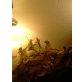 Bartagame