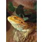 Bartagame