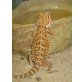Bartagame