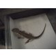 Bartagame