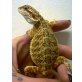 Bartagame