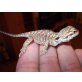 Bartagame